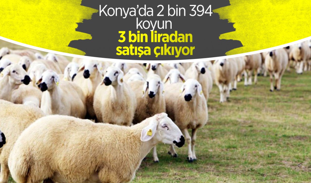 Konya’da 2 bin 394 koyun 3 bin liradan satışa çıkıyor!