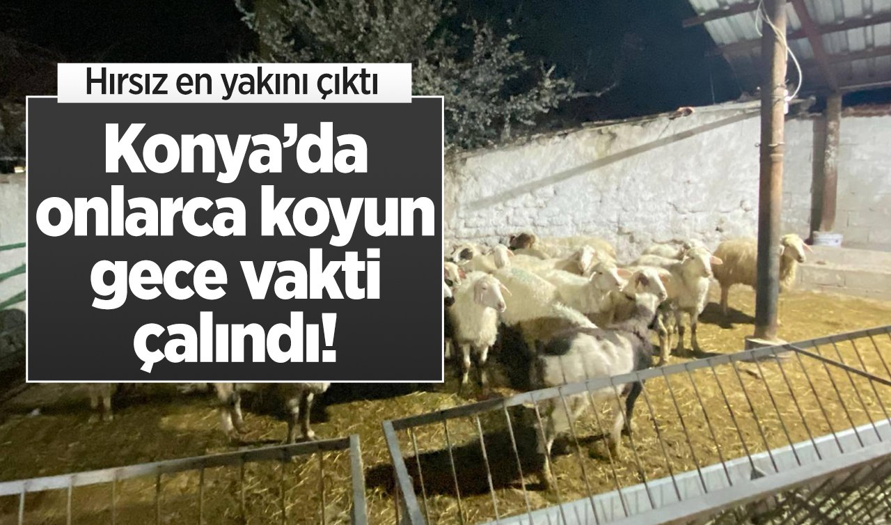 Konya’da onlarca koyun gece vakti çalındı! Hırsız en yakını çıktı