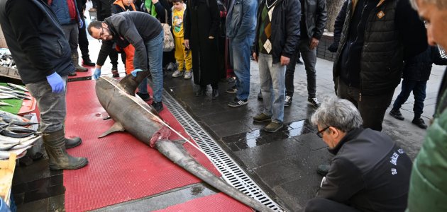  Köpekbalığı satmak isteyen işletmeye ceza!