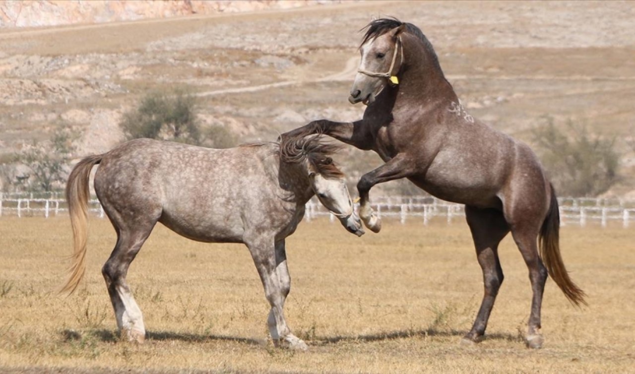  TİGEM bu yıl 319 safkan Arap tayı satacak