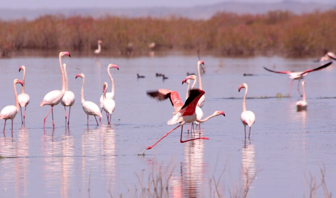 Konya’da sazlıklara gelen  flamingolar dikkat çekiyor