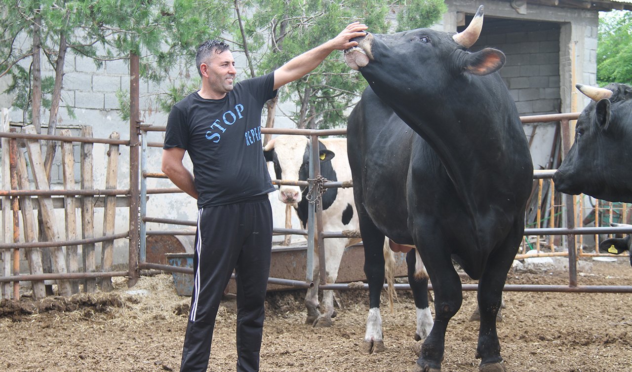  1,3 tonluk kurbanlık boğa “Toro“ 150 bin liradan satışa çıkarıldı