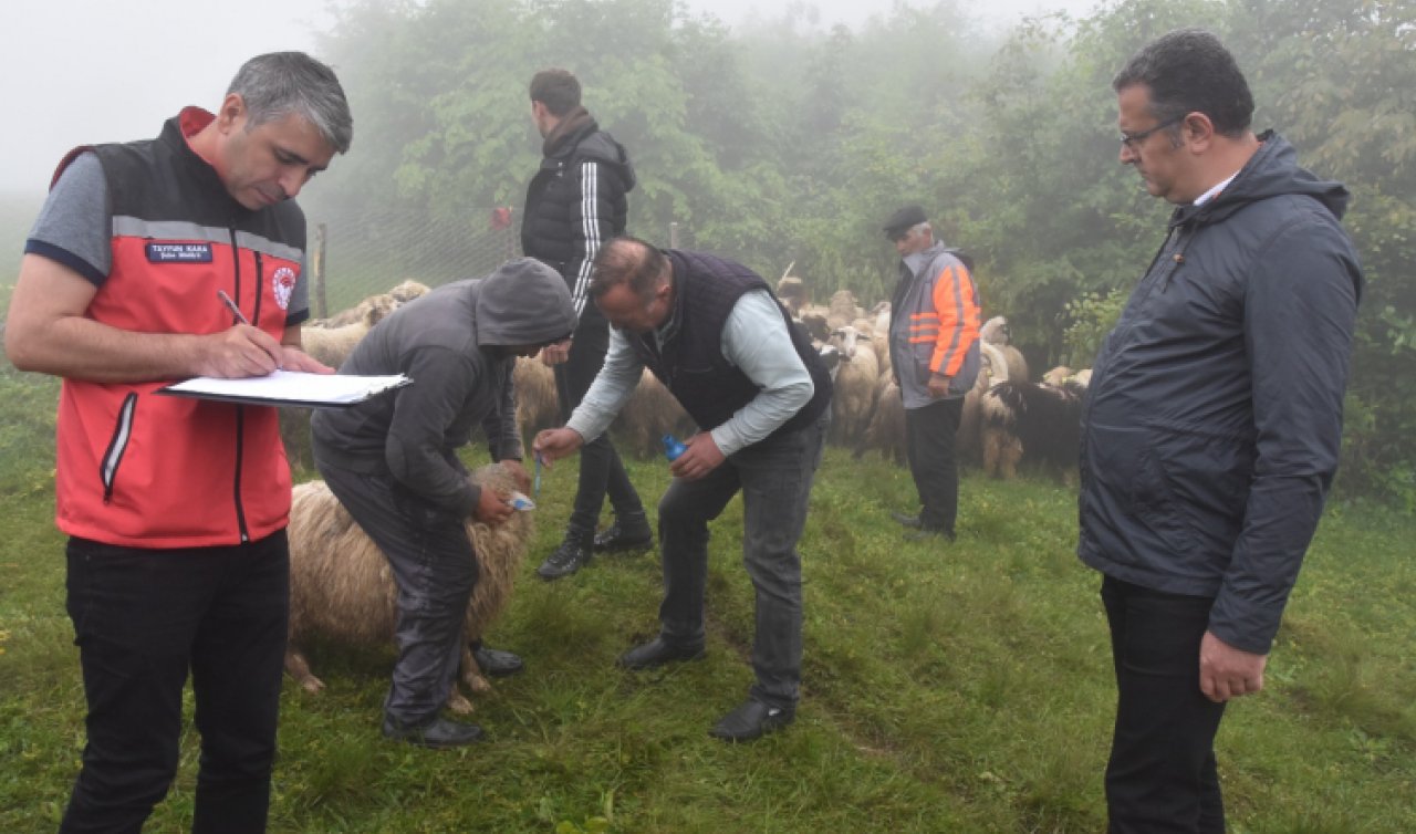  Koyun sürülerine ayı giren besicilerin mağduriyeti giderildi