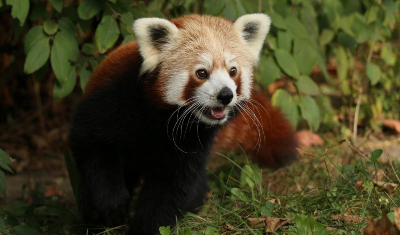  Erkek kızıl panda “yalnız kalmak için’’ kafesinden kaçtı