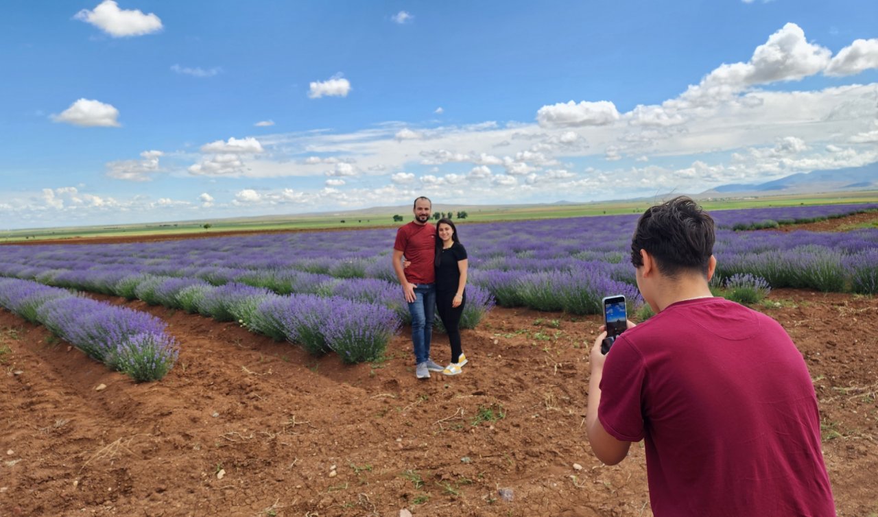  60 dönümden büyük: Turist çeken tarlalar mor renge dönmeye başladı