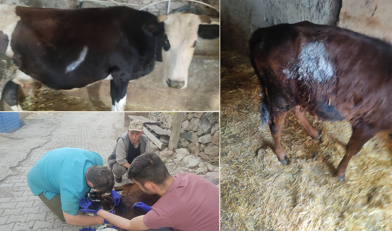  Konya’da kurt tehlikesi! Büyükbaş hayvanlara saldırdı