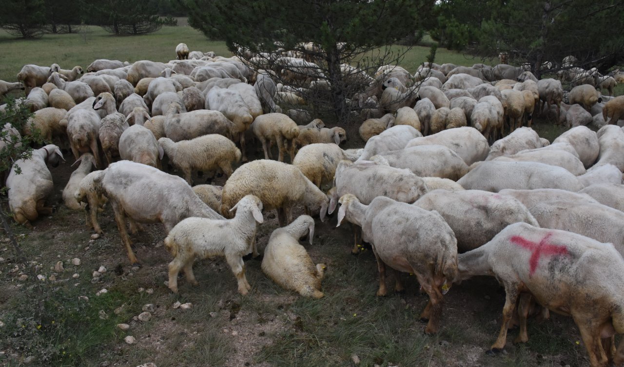  Kurban alacaklar dikkat! Tedavi edilen hayvanı almayın