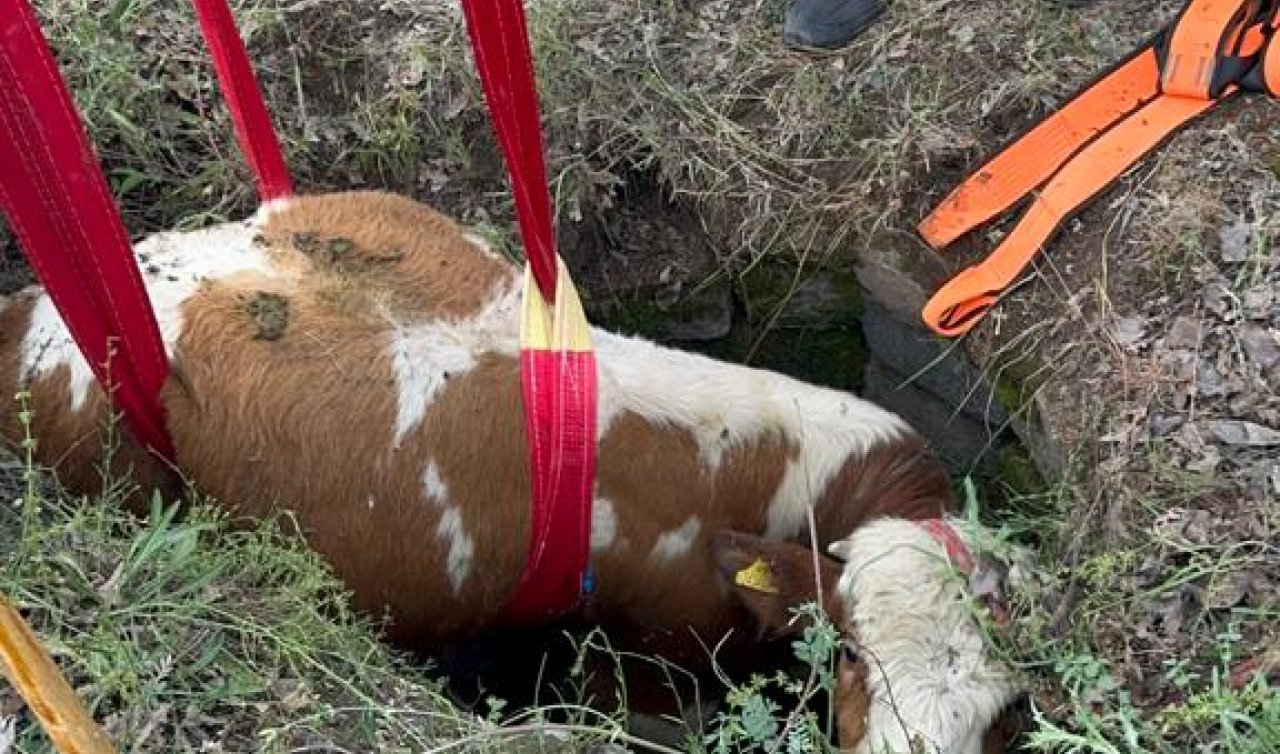  3 metrelik kuyuya düşen büyükbaş hayvan kurtarıldı