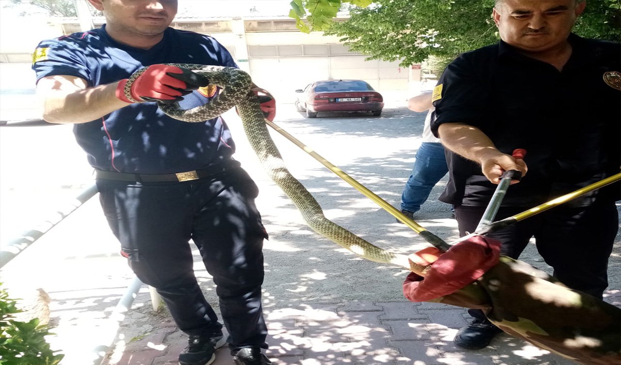  Konya’nın o ilçesinde yılan paniği! Neredeyse eve girecekmiş..