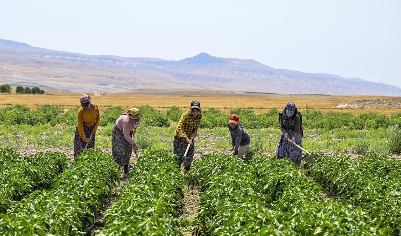  Aşırı sıcaklar çiftçilerin mesai saatlerini değiştirdi