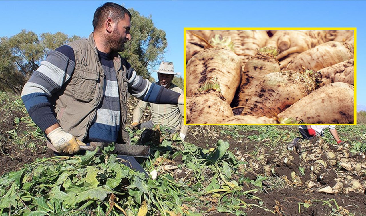  Acil önlem alınmalı! Konya’da büyük tehlike: Cercospora hastalığı