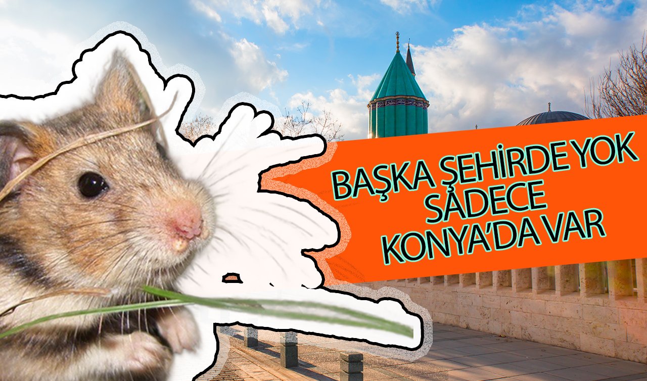  Bu hayvan sadece Konya’da yaşıyor! Daha önce hiç gördünüz mü?