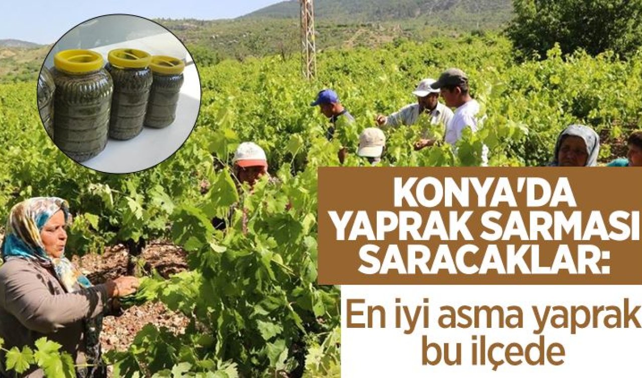  Konya’da yaprak sarması saracaklar: En iyi asma yaprak bu ilçede 