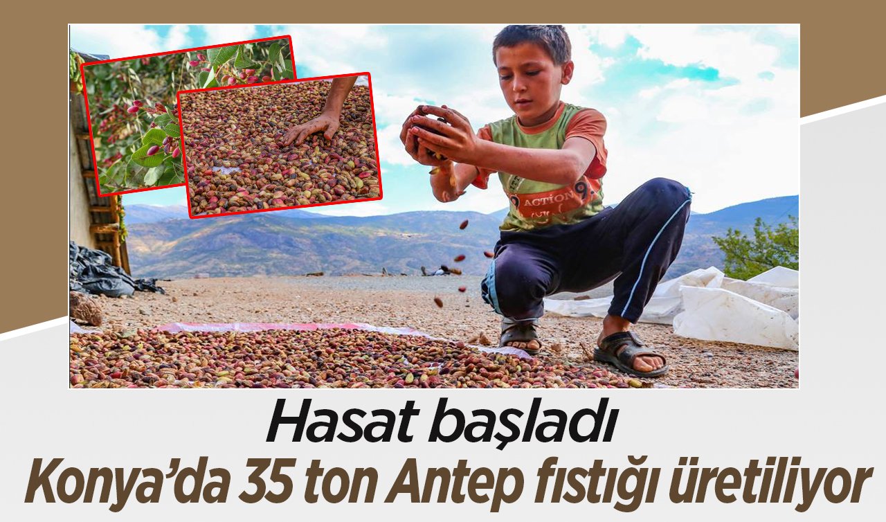 Konya’da 35 ton Antep fıstığı üretiliyor! Bu mahallede 40 bin ağaç var