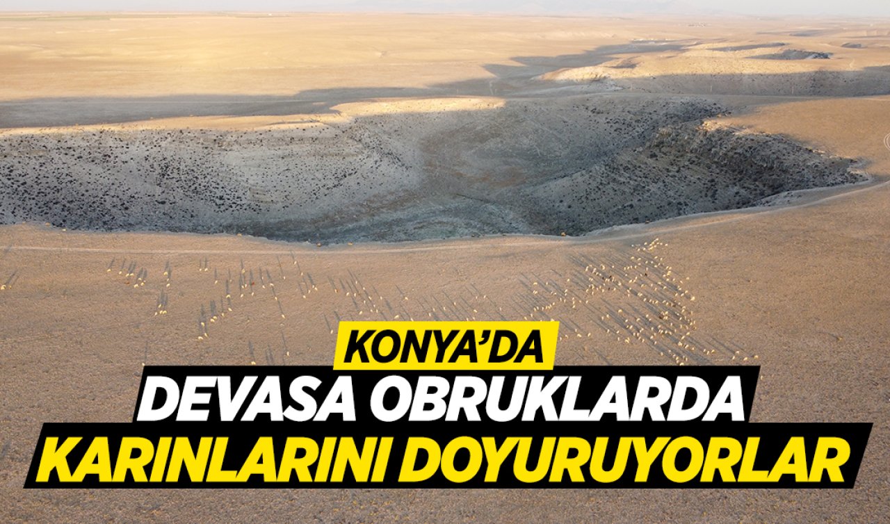  Konya’da devasa obrukların arasında besleniyorlar!