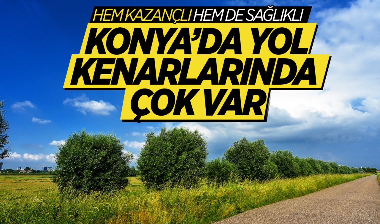 Konya’da yol kenarlarında çok var! Hem kazançlı hem de sağlıklı