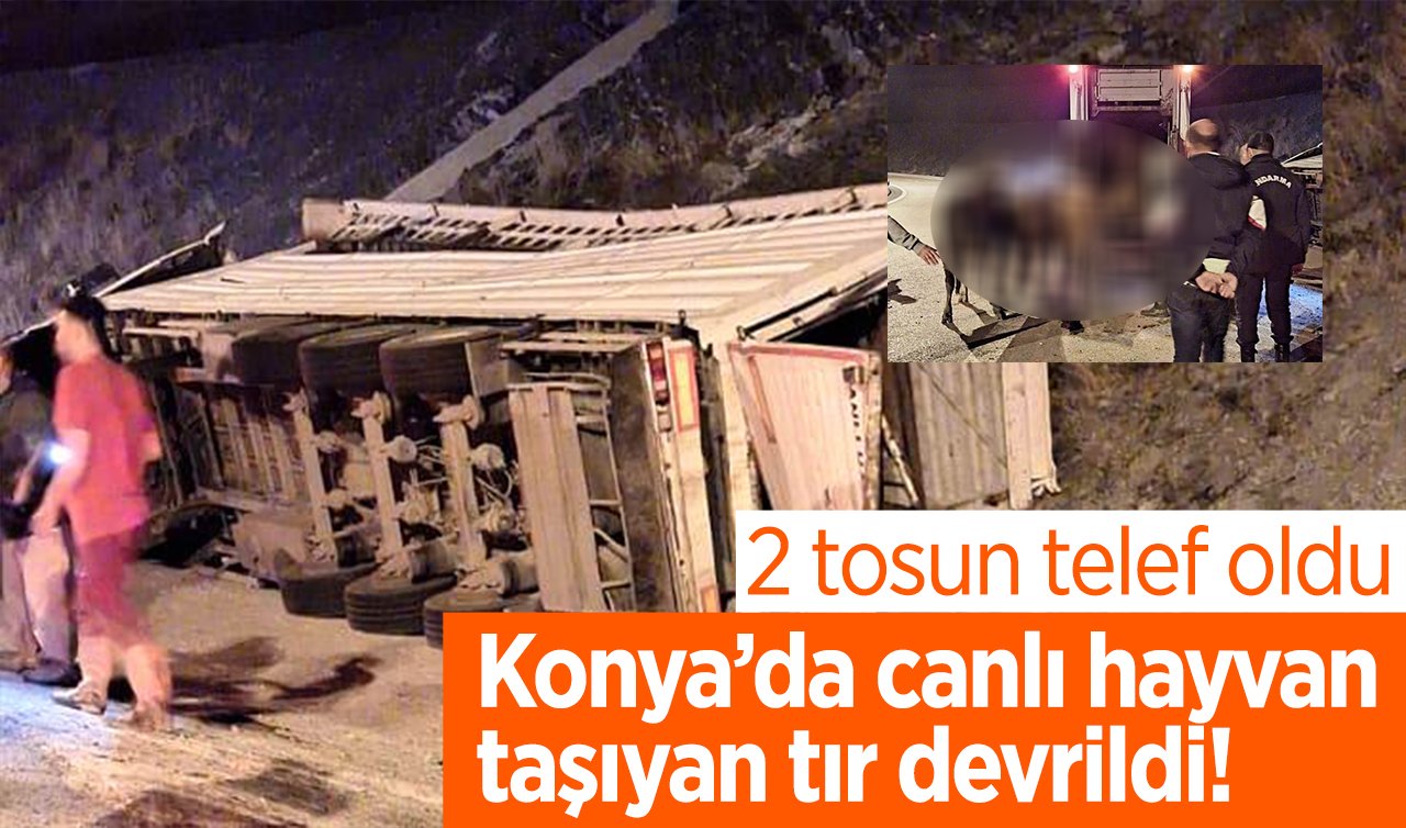  Konya’da canlı hayvan taşıyan tır devrildi! 2 tosun telef oldu