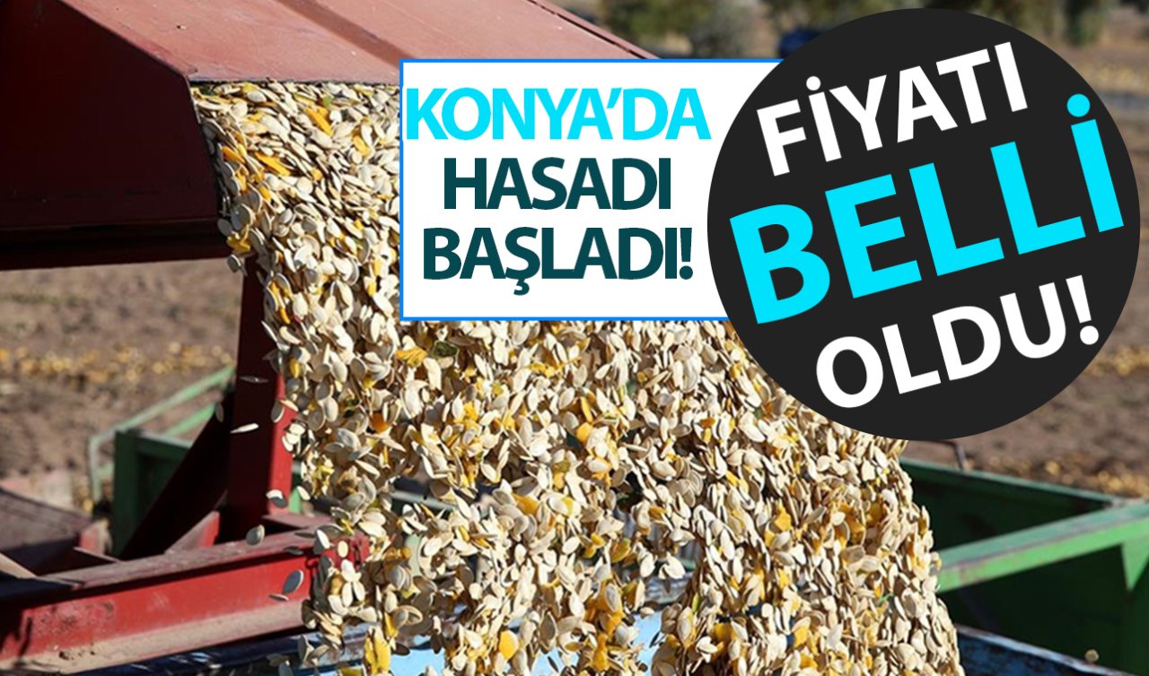  Konya’da çerezlik kabak çekirdeğinin piyasası belli oldu!