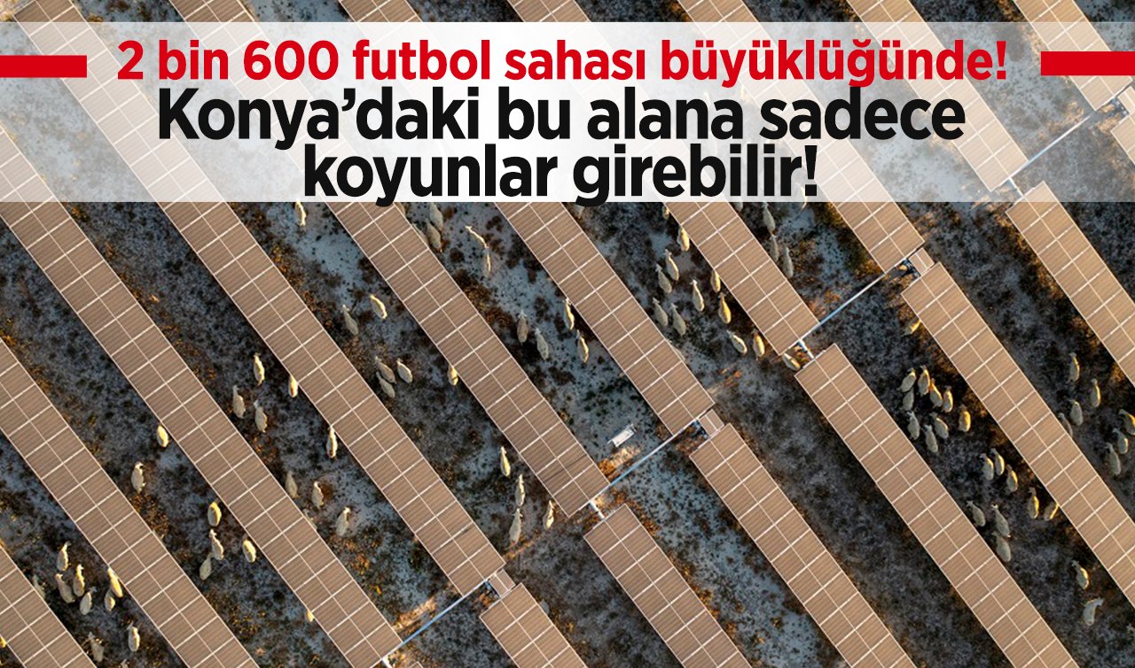  2 bin 600 futbol sahası büyüklüğünde! Konya’daki bu alana sadece koyunlar girebilir! 