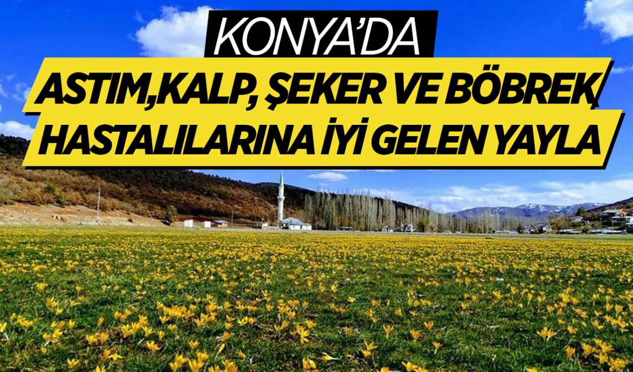  Konya’da şifa kaynağı olan yayla! Konyalıların çoğu bilmiyor