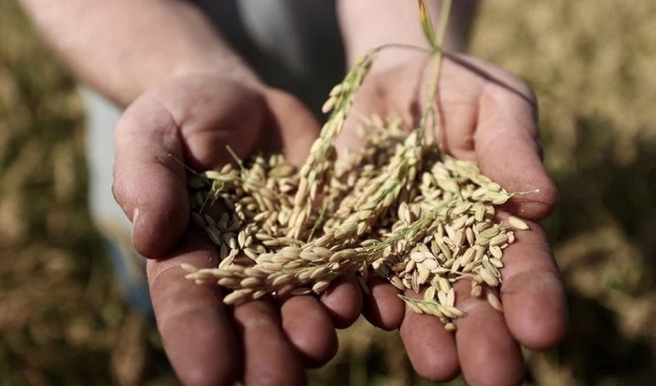  Ata tohumu ile üretildi! Konuralp pirincinde hasat zamanı