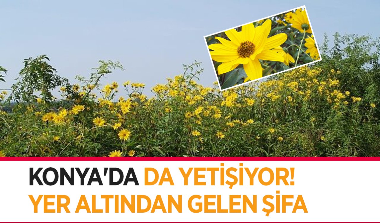  Konya’da da yetişiyor! Yer altından gelen şifa