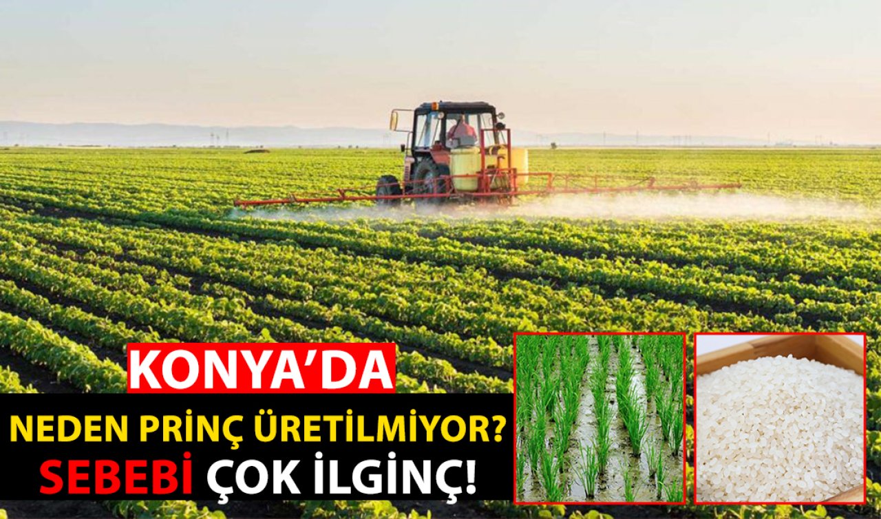  Konya’da her şey var o yok! Konya’da pirinç üretilmemesinin ilginç sebebi