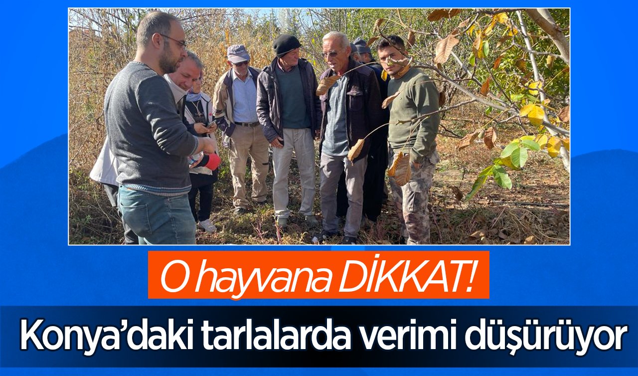  O hayvana DİKKAT! Konya’daki tarlalarda verimi düşürüyor