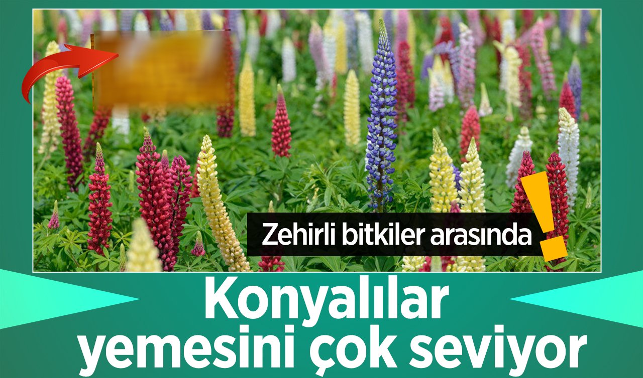  Zehirli bitkiler arasında! Konyalılar yemesini çok seviyor