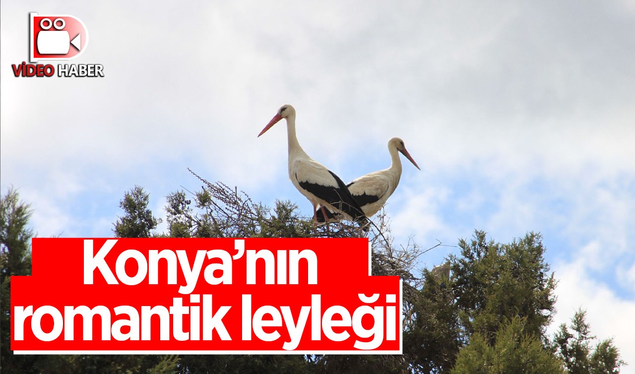 Konya’nın romantik leyleği sosyal medyada viral oldu! Görüntüler Beyşehir’den