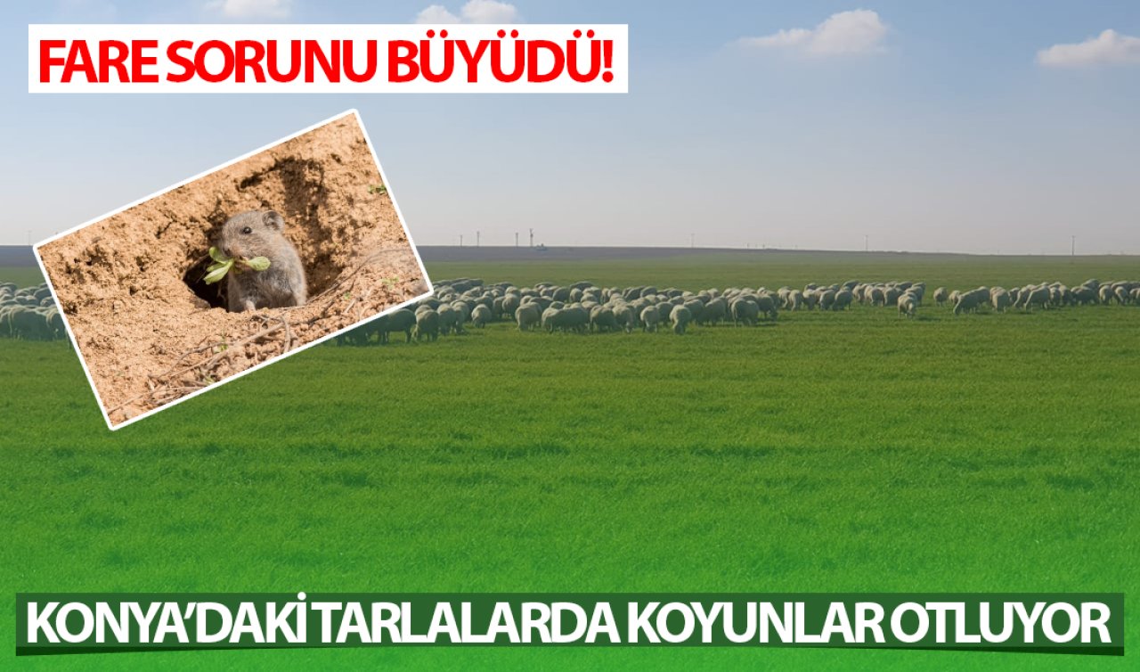  Konya’nın tarlalarında koyunlar otluyor! Fare sorunu büyüdü