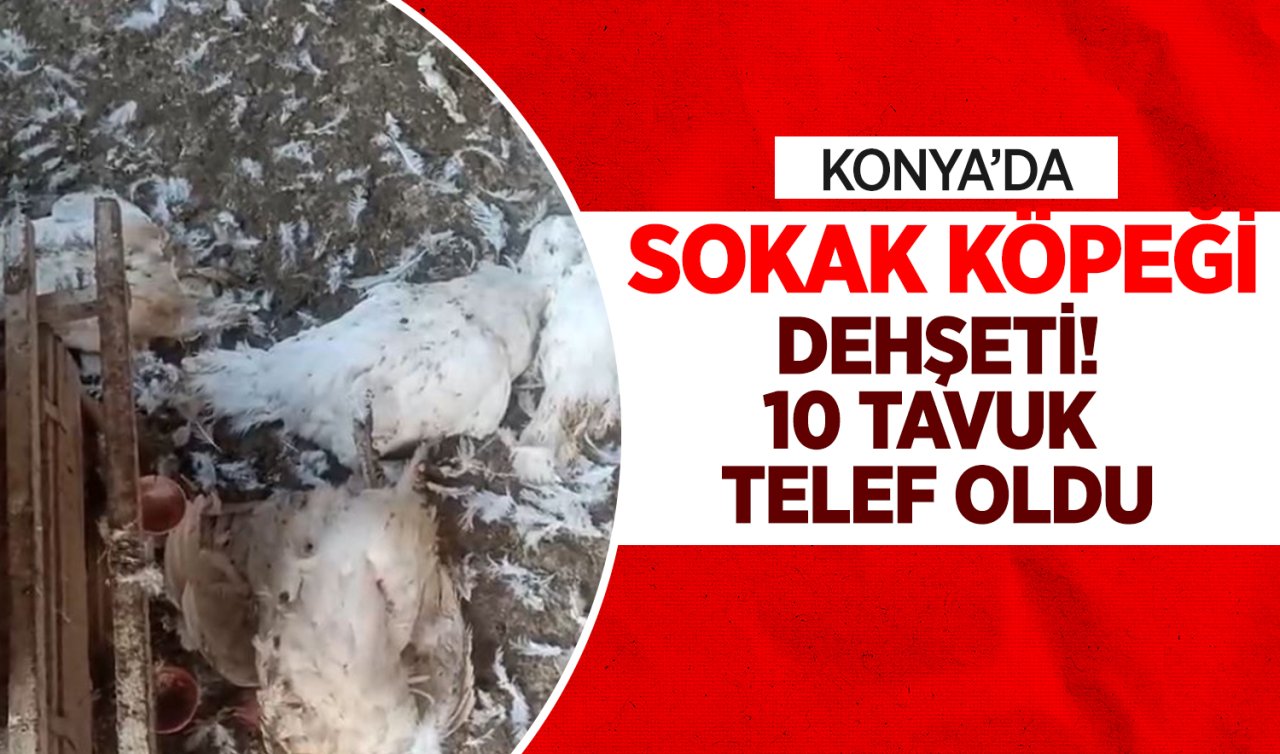  Konya’da büyük sorun olmaya başladı! 3 kez aynı kümesi hedef aldılar