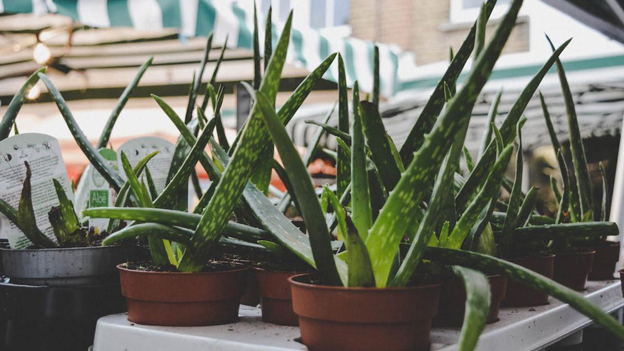 aloe vera