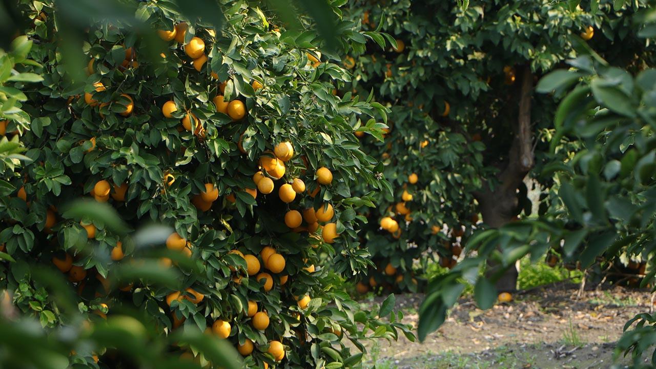 adana limon fiyatları