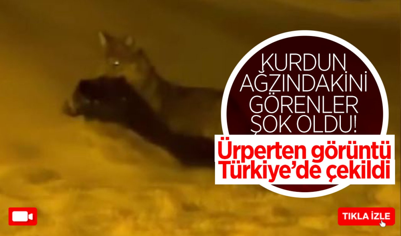  Kurdun ağzındaki görenler şok oldu! Ürperten görüntü Türkiye’de çekildi