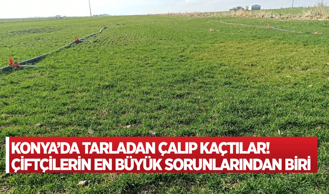  Konya’da tarladan çalıp kaçtılar! Çiftçilerin en büyük sorunlarından biri