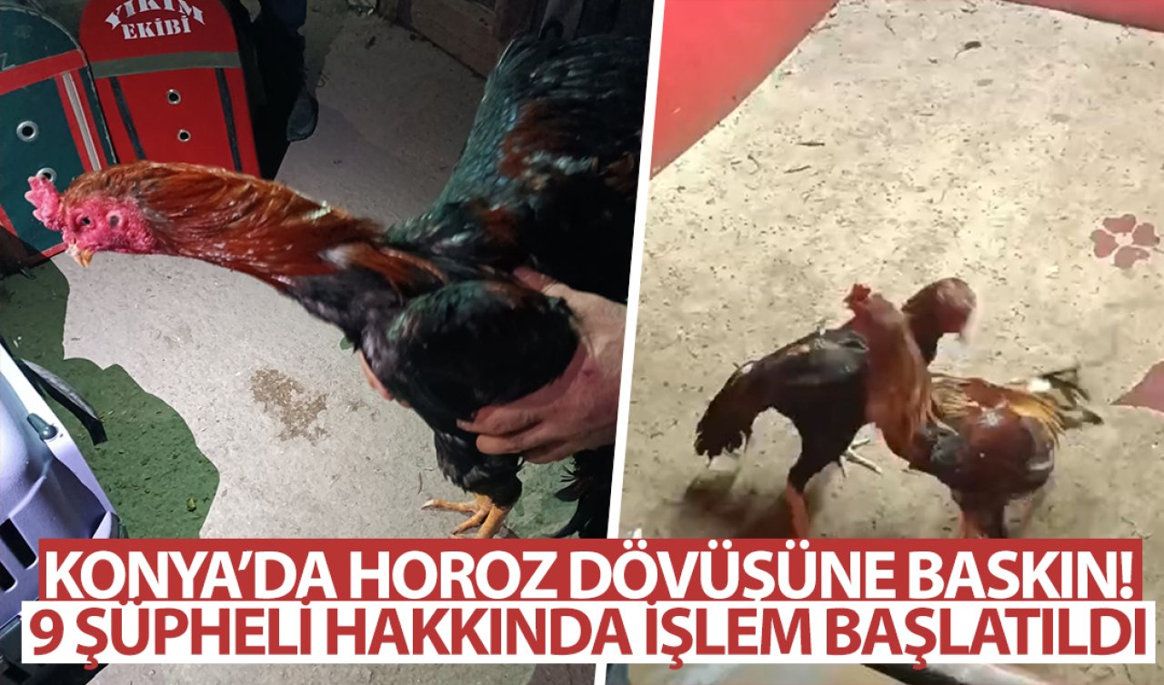  Konya’da horoz dövüşüne polis baskını! 