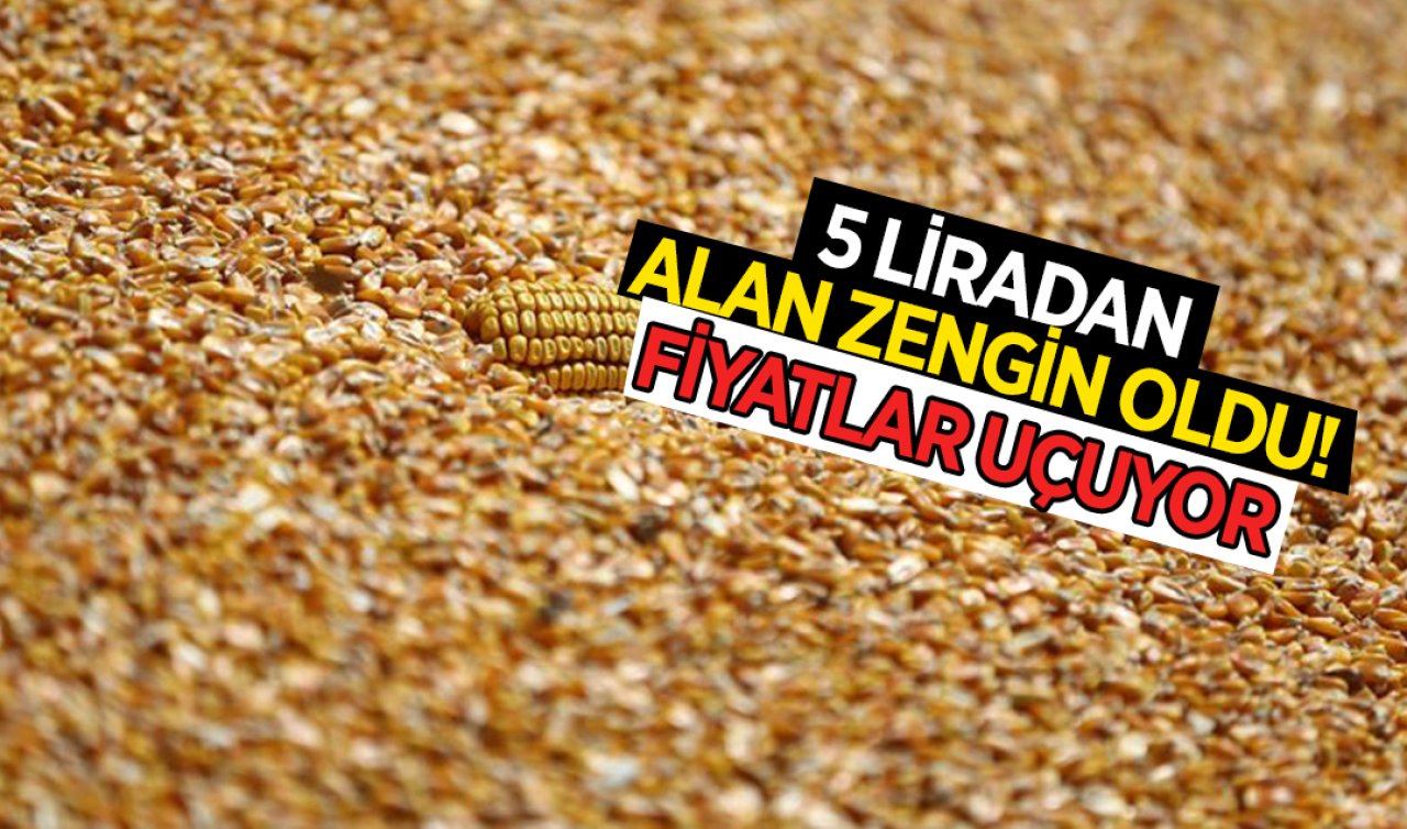  Konya’da mısır fiyatı rekor kırdı! Sezonunda 5 liradan alanlar zengin oldu