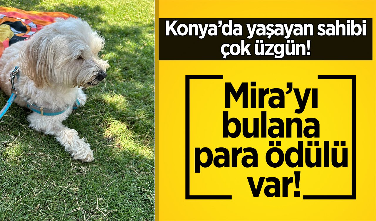  Konya’da yaşayan sahibi çok üzgün! Mira’yı bulana para ödülü var! 