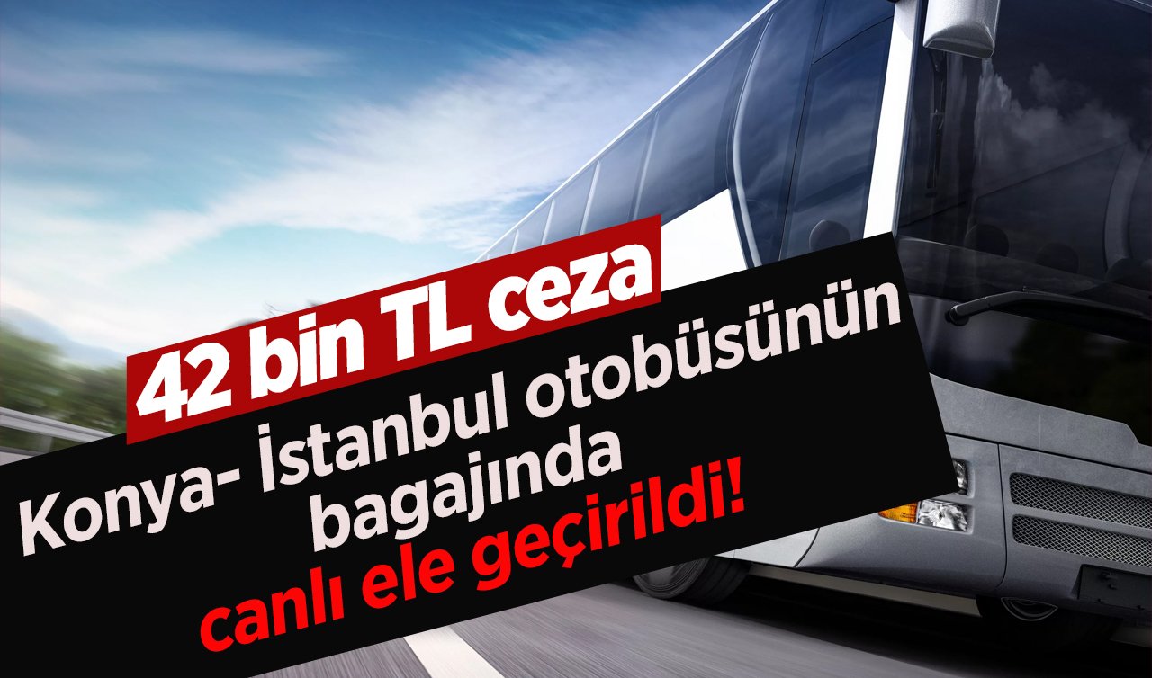  Konya- İstanbul otobüsünün bagajında canlı ele geçirildi! 42 bin TL ceza 