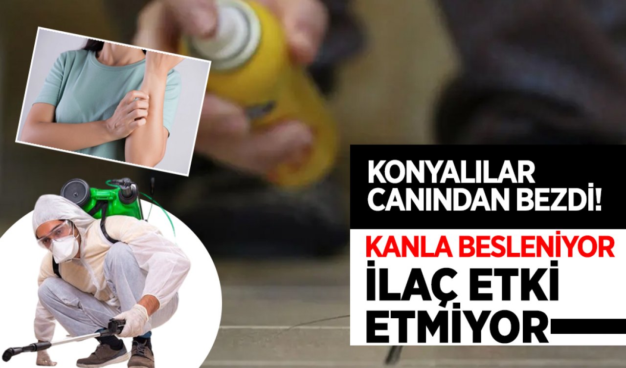  Konyalılar canından bezdi! Kanla besleniyor ilaç etki etmiyor