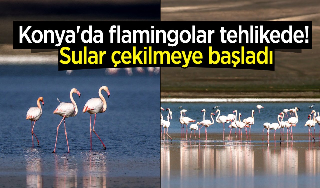  Konya’da flamingolar tehlikede! Sular çekilmeye başladı