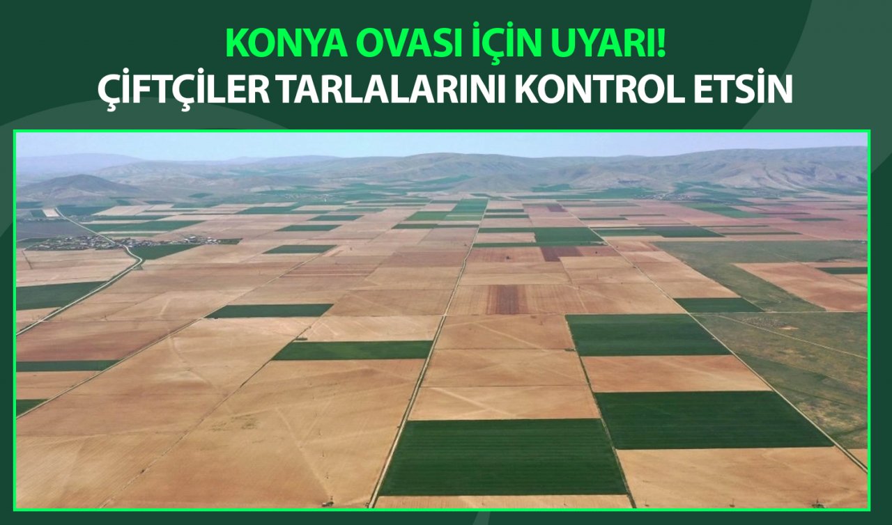  Konya Ovası için uyarı! Çiftçiler tarlalarını kontrol etsin