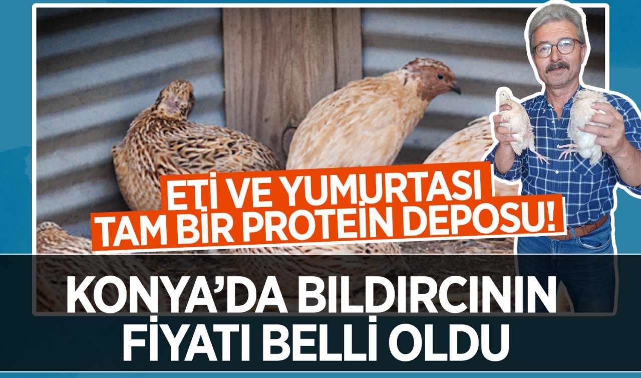 Konya’da bıldırcının fiyatı belli oldu! Eti ve yumurtası tam bir protein deposu