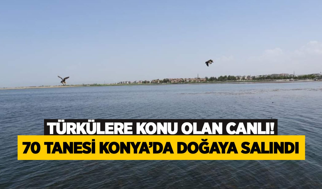 Türkülere konu olan canlı! 70 tanesi Konya’da doğaya salındı! 