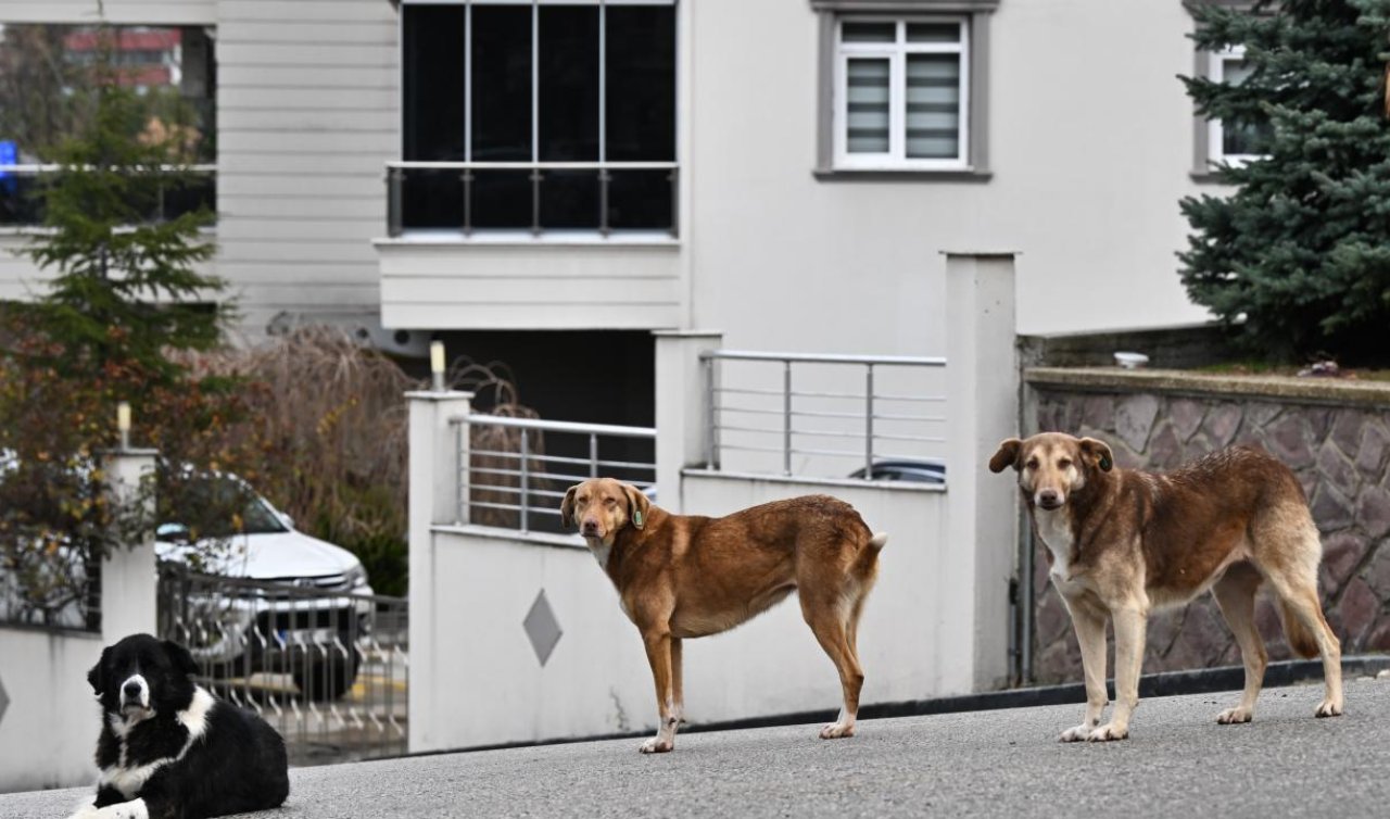  Başıboş sokak köpeklerine ilişkin düzenleme için gözler Meclis’te