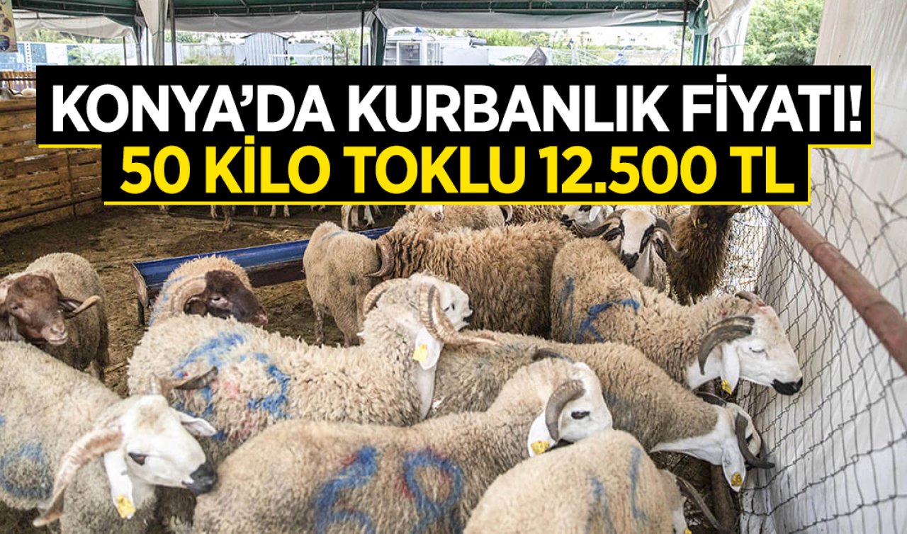  Konya’da kurbanlık fiyatları! Pazarlarda 50 kilo toklu 12.500 TL’den satılacak