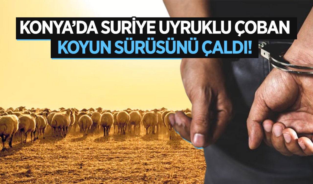 Konya’da Suriye uyruklu çoban koyun sürüsünü çaldı!