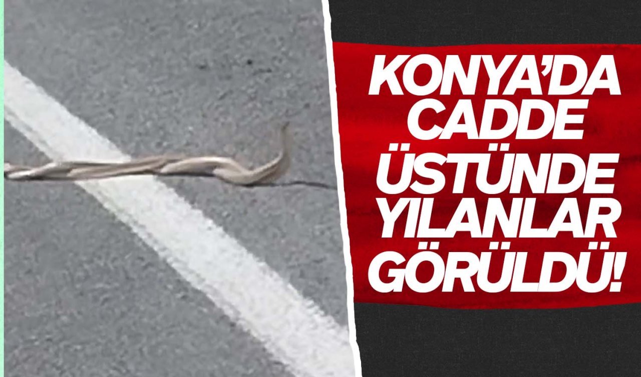  Konya’da cadde üstünde yılanlar görüldü!