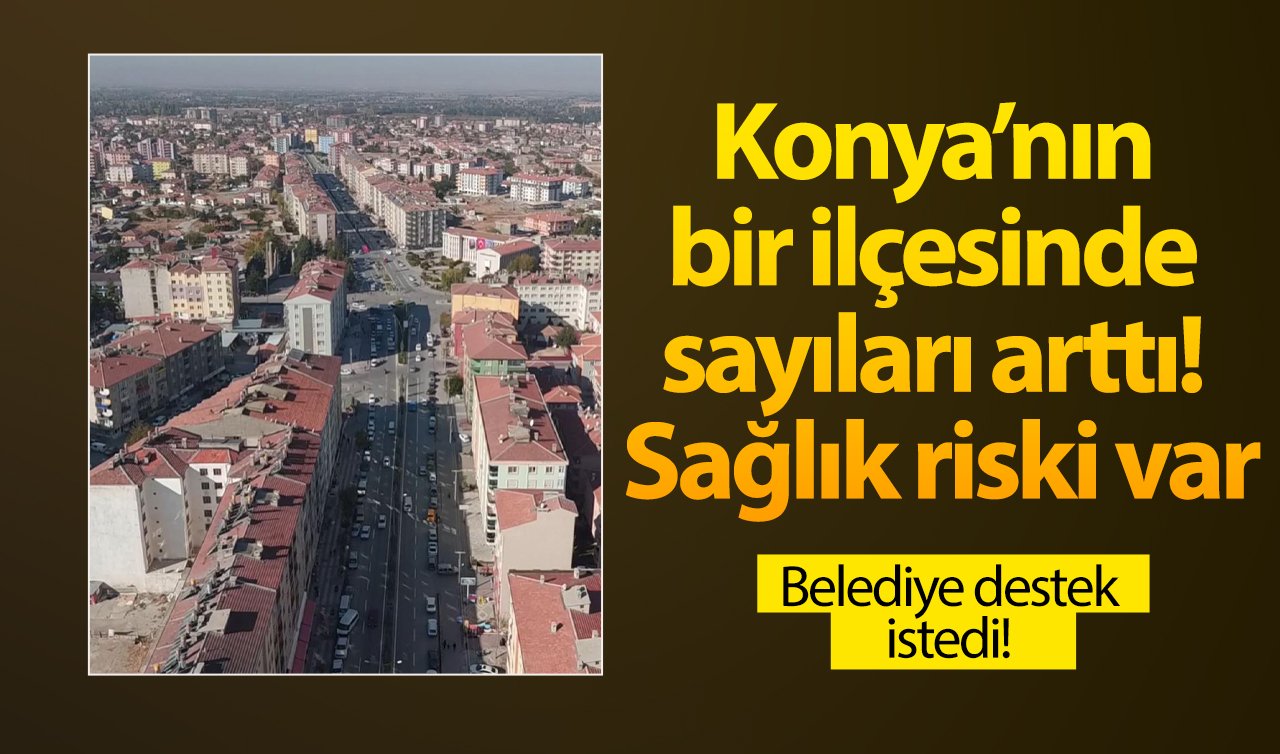 Konya’nın bir ilçesinde sayıları arttı! Sağlık riski var: Belediye destek istedi! 